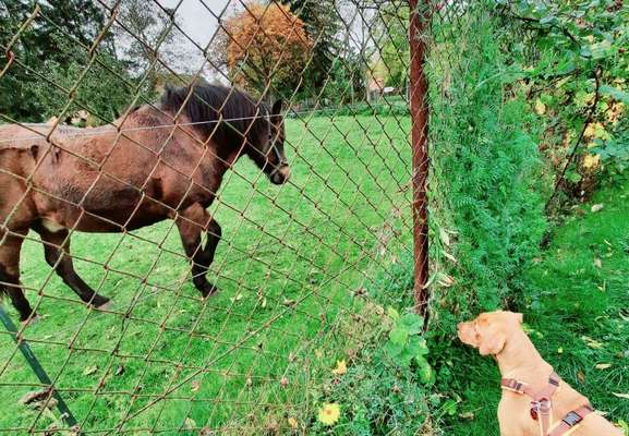 Fotochallenge Nr. 51 "Euer Hund mit anderen Tieren"-Beitrag-Bild