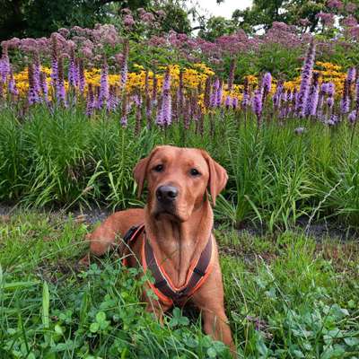 Labradorfans-Beitrag-Bild