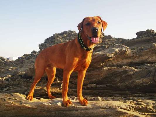 Fotochallenge Nr. 59 - Mein Hund zeigt die Zunge-Beitrag-Bild