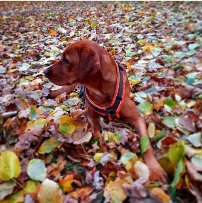 Fotochallenge Nr 55  -  Hund im November--Beitrag-Bild