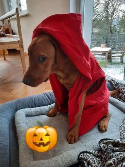 Fotochallange Nr.53 "HALLOWEEN"-Beitrag-Bild