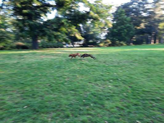 Fotochallenge 66 ~ Rennaction -Zeig deinen Hund im Lauf-Beitrag-Bild