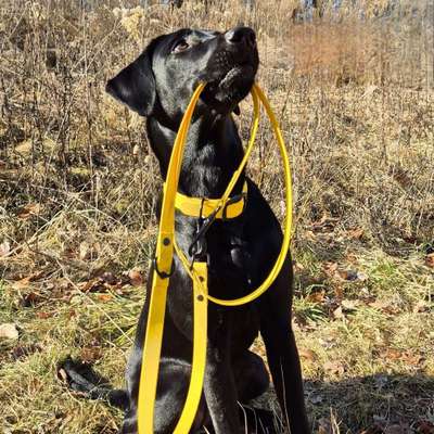 %{de_profession_title}-Biothane Leinen-Bild