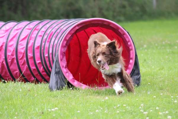 Hundeschulen-Hundesportverein Bockenem-Bild