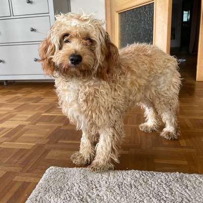 Hundetreffen-Welpen oder erwachsene verspielte Hunde-Bild