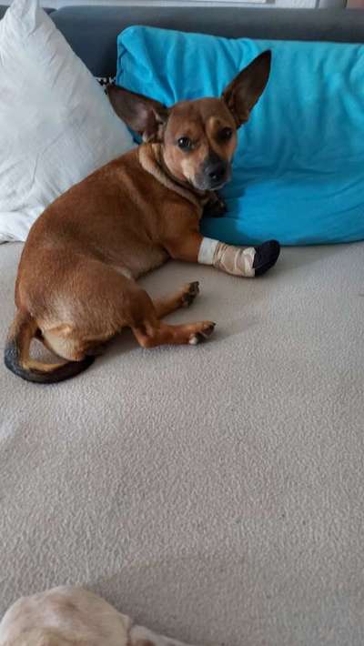 Mischlinge raten - Rätselspaß-Beitrag-Bild