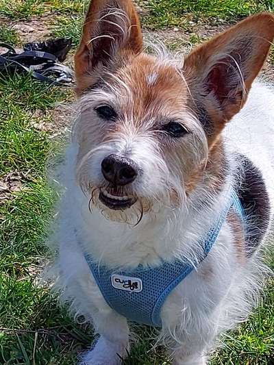 Mischlinge raten - Rätselspaß-Beitrag-Bild