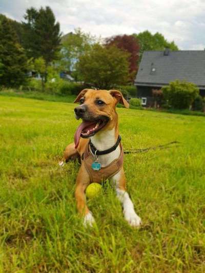 Dein Hund im Dogorama-Kalender 2021-Beitrag-Bild