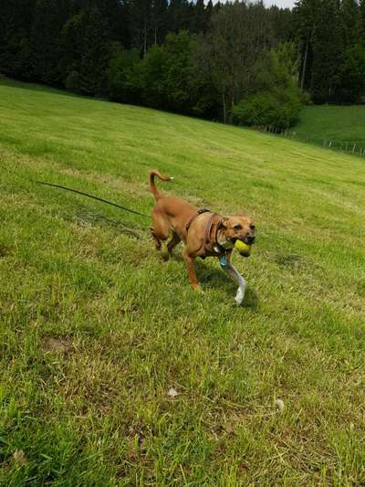 Podencomischling oder Podenco-Beitrag-Bild