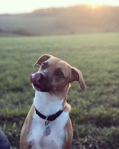 Foto's und Hundemodels-Beitrag-Bild