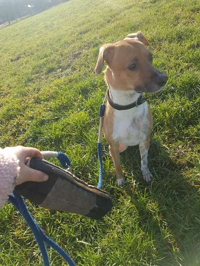 Podencomischling oder Podenco-Beitrag-Bild