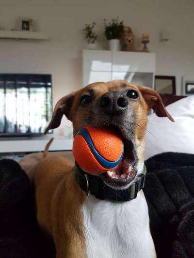 Hund zerstört Spielzeug-Beitrag-Bild