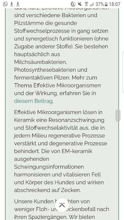 Floh und Zeckenmittel-Beitrag-Bild