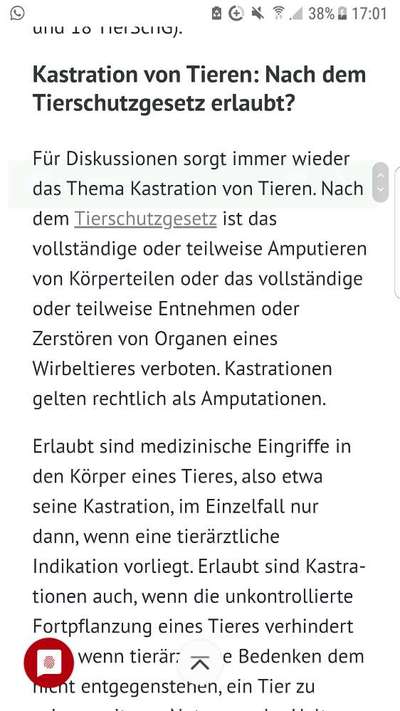 Kastration / Sterilisation bei Hündinnen-Beitrag-Bild