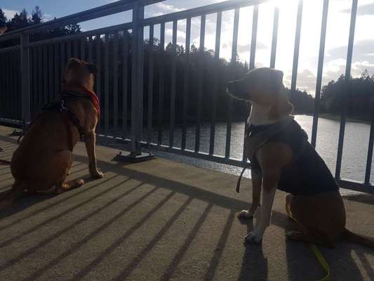 Windhunde und Winter - Pullover mit spezieller Passform?!-Beitrag-Bild