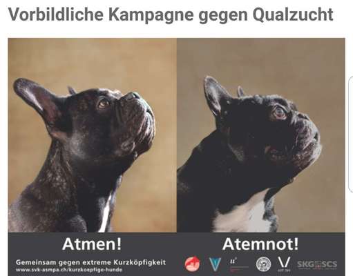 Brachycephale Hunderassen-Beitrag-Bild