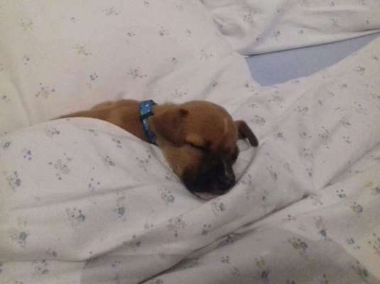 Wo habt ihr eure Hunde her ?-Beitrag-Bild