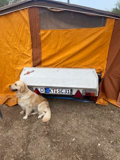 Golden Retriever-Beitrag-Bild