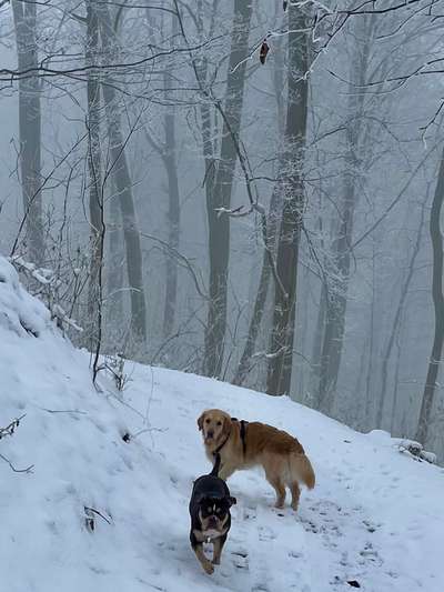 Wo sind die Golden Retriever Liebhaber?-Beitrag-Bild