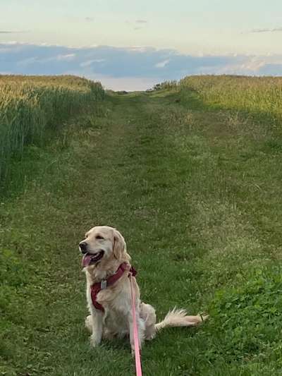 Golden Retriever-Beitrag-Bild