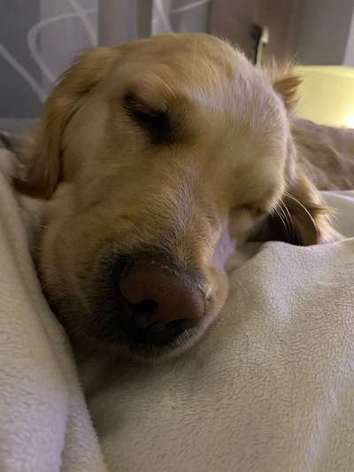 Zeigt mir die tollste Nahaufnahme von eurer Fellnase-Beitrag-Bild