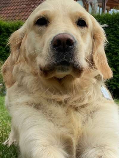 Golden Retriever-Beitrag-Bild