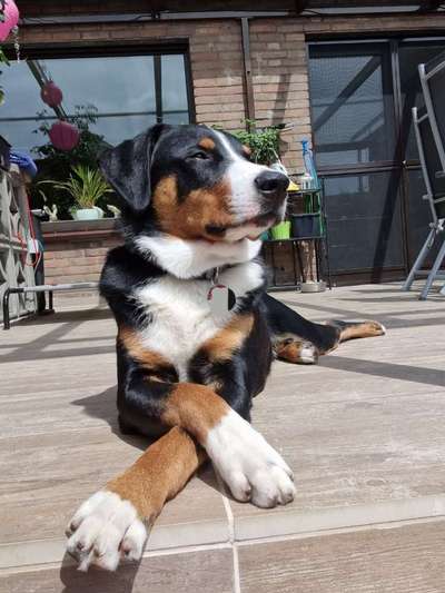 Appenzeller Sennenhunde-Beitrag-Bild