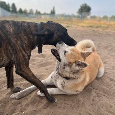 Hundetreffen-Treffen zum Spielen und Training vorbeilaufen-Bild