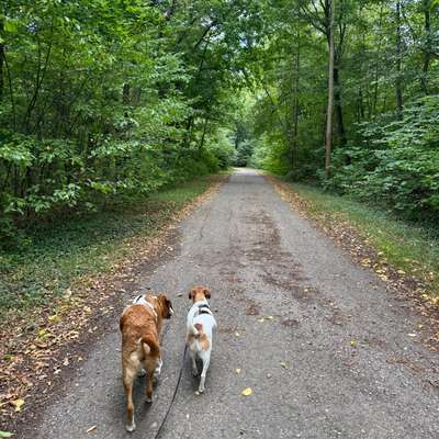 Hunde Zusammenführen-Beitrag-Bild