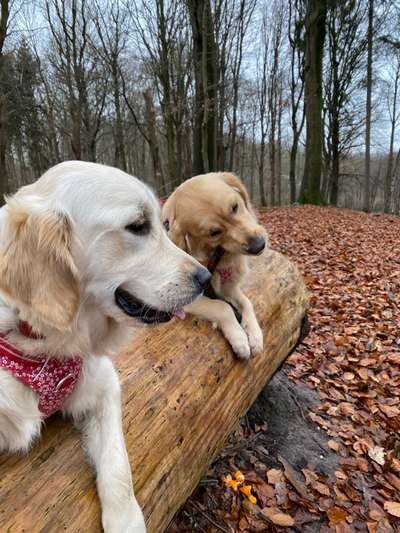 Golden Retriever Arbeitslinie-Beitrag-Bild