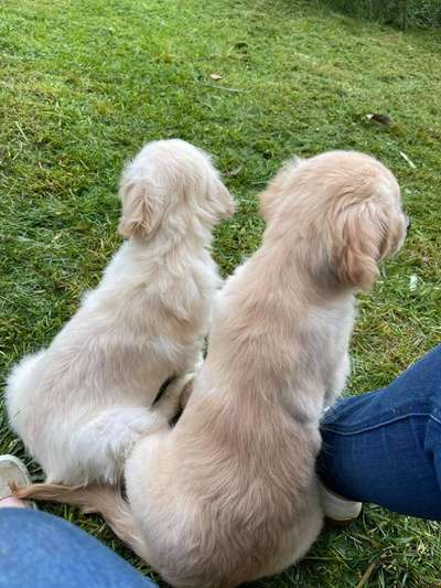 Wartezeit auf Welpen-Beitrag-Bild