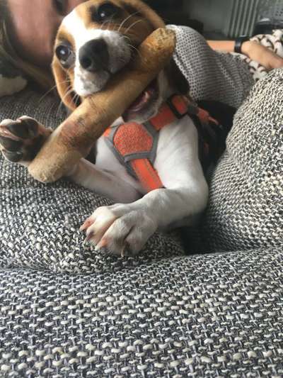 Dogorama Photo Challenge - Hundeblick zum hinschmelzen-Beitrag-Bild