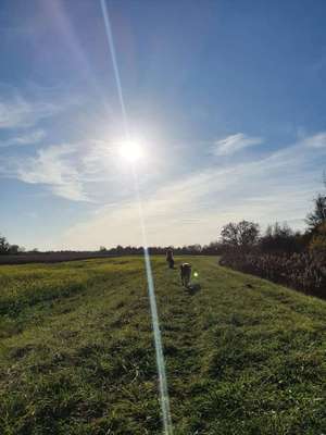 Hundeauslaufgebiet-Die Unterwassermatten-Bild