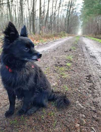 Wald Bild-Beitrag-Bild