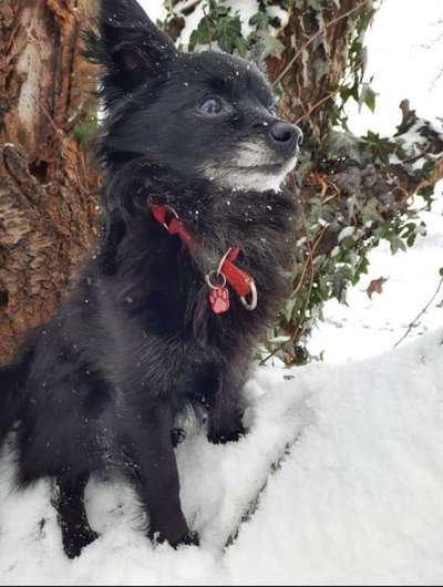 Dogorama Photo Challenge - Es wird nochmal kalt!-Beitrag-Bild