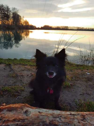 Dogorama-Monats-Challenge-Mai "Wasser"-Beitrag-Bild