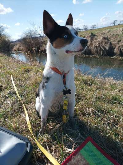 FOTOCHALLENGE 72 - Glücklicher Hund im Schmuddel-Look-Beitrag-Bild