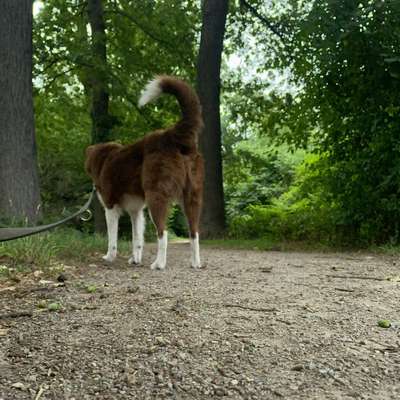 Hundetreffen-Grävingholz Spaziergang-Bild