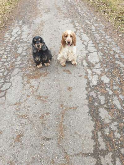 Hundetreffen-Spiel und Gassirunde-Bild