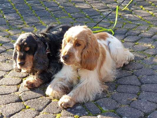 Cocker Spaniel-Beitrag-Bild