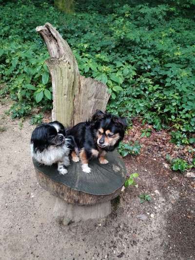 Hundetreffen-Hunde treffen-Bild