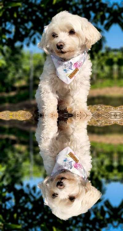 Die Dogorama Wochen Challenge-Beitrag-Bild