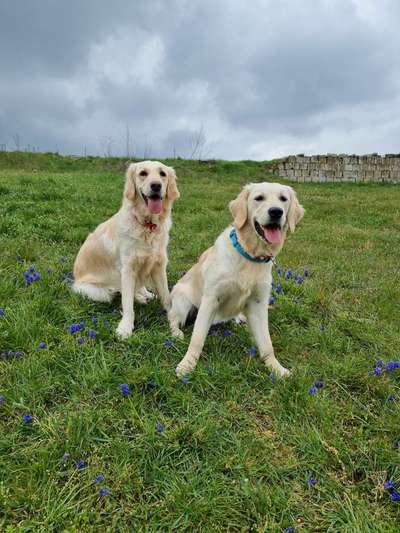 Wo sind die Golden Retriever Liebhaber?-Beitrag-Bild