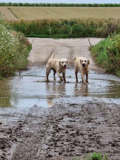 Die Dogorama Wochen Challenge: “Regenspaziergänge"-Beitrag-Bild