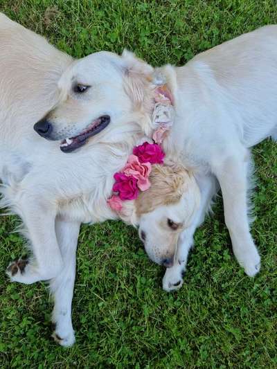 Die Dogorama Kalender Challenge Teil 3/4-Beitrag-Bild