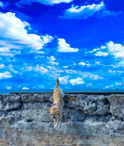 Die Dogorama Kalender Challenge 4/4-Beitrag-Bild