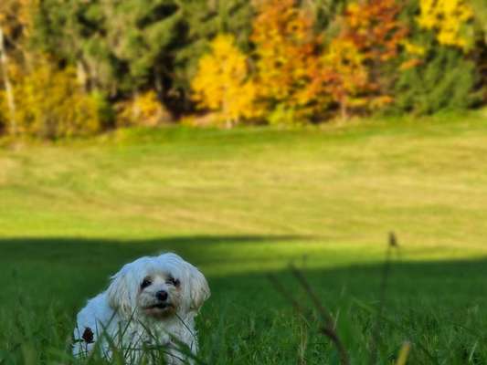 Fotochallenge Nr. 56 - geliebte Senioren-Beitrag-Bild