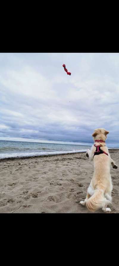 Dogorama-Monats-Challenge-Mai "Wasser"-Beitrag-Bild