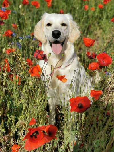 Die Dogorama Monats Challenge "Es grünt und blüht"-Beitrag-Bild
