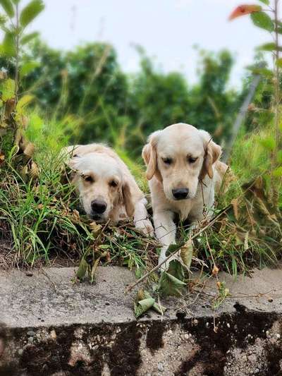 Die Dogorama Kalender Challenge Titelbild-Beitrag-Bild